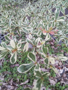 Variegation is the  appearance of differently coloured zones in the leaves, often attractive. ©  TechieOldFox 