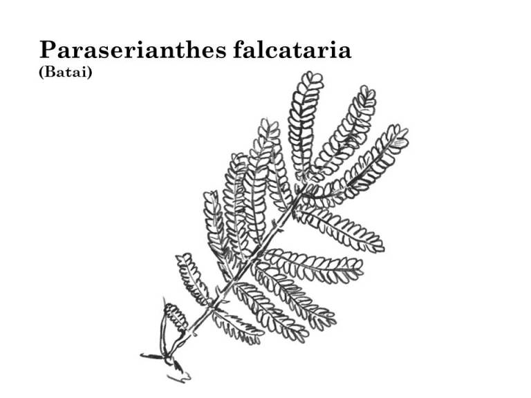 Artistic illustration of the leaf of Batai. ©Sarah Aqila