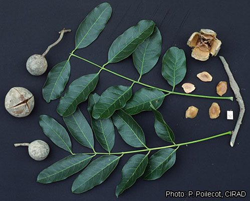 The fruit, leaf and seed of Khaya. ©http://www.prota4u.org/