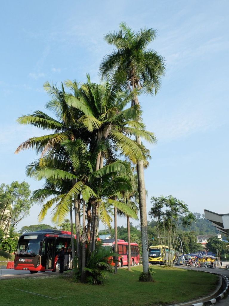 A large and tall tree on right is the Cuban Royal Palm, situated in front of the 24-Hours Zone.