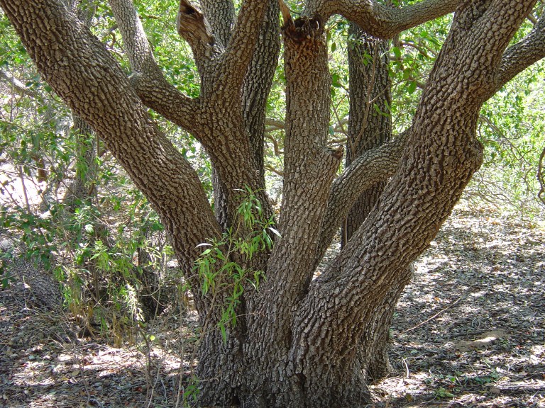 The example of Mimusops elengi fissured bark.